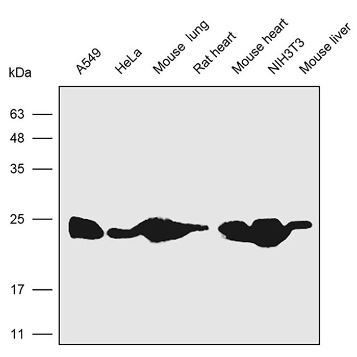 Anti-CAV1 Polyclonal Antibody