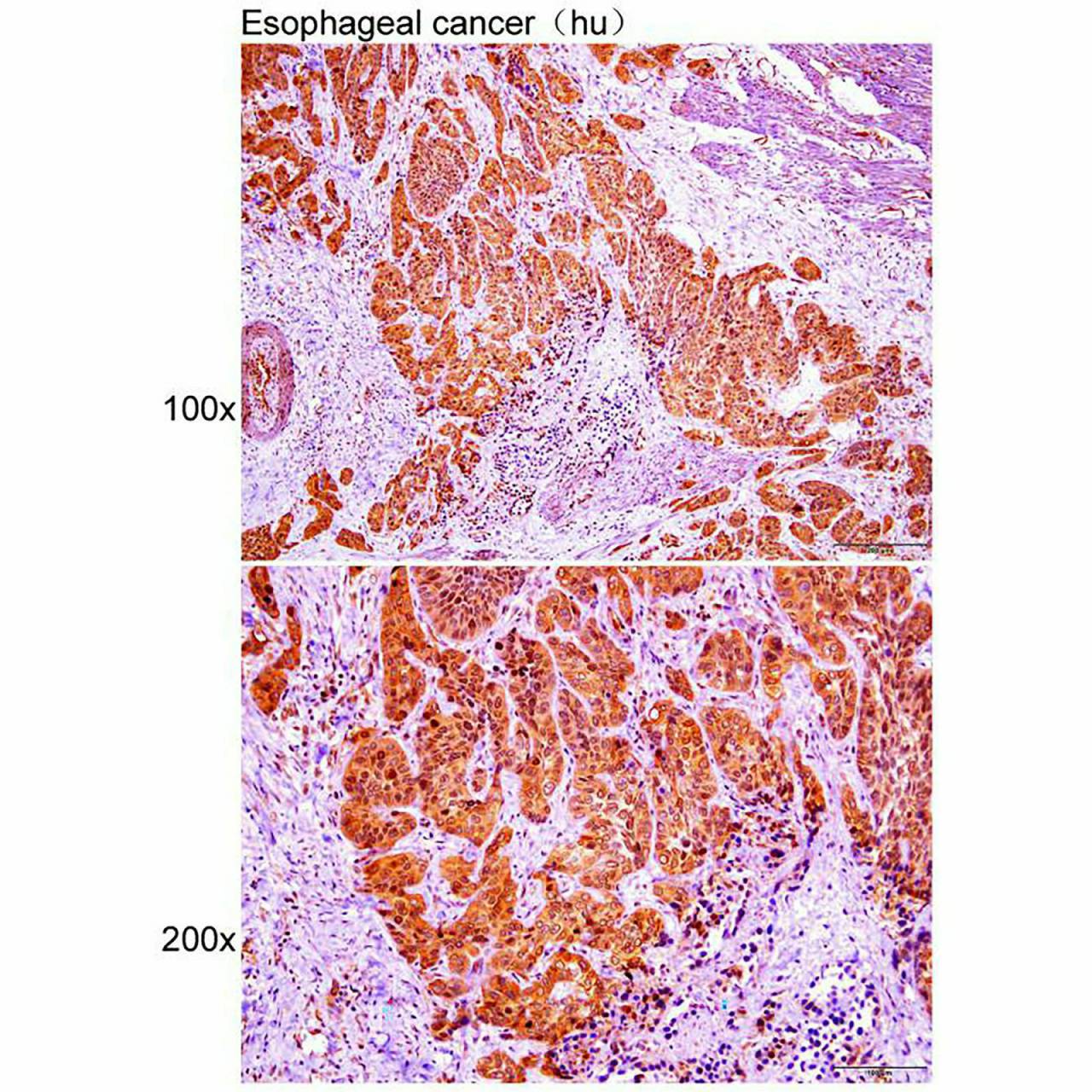 Anti-CAV1 Polyclonal Antibody Figure 2