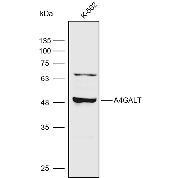 Anti-A4GALT Polyclonal Antibody