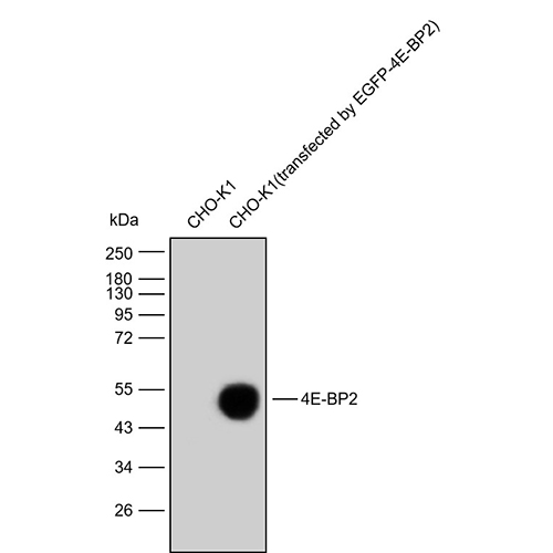 Anti-4E-BP2 Monoclonal Antibody