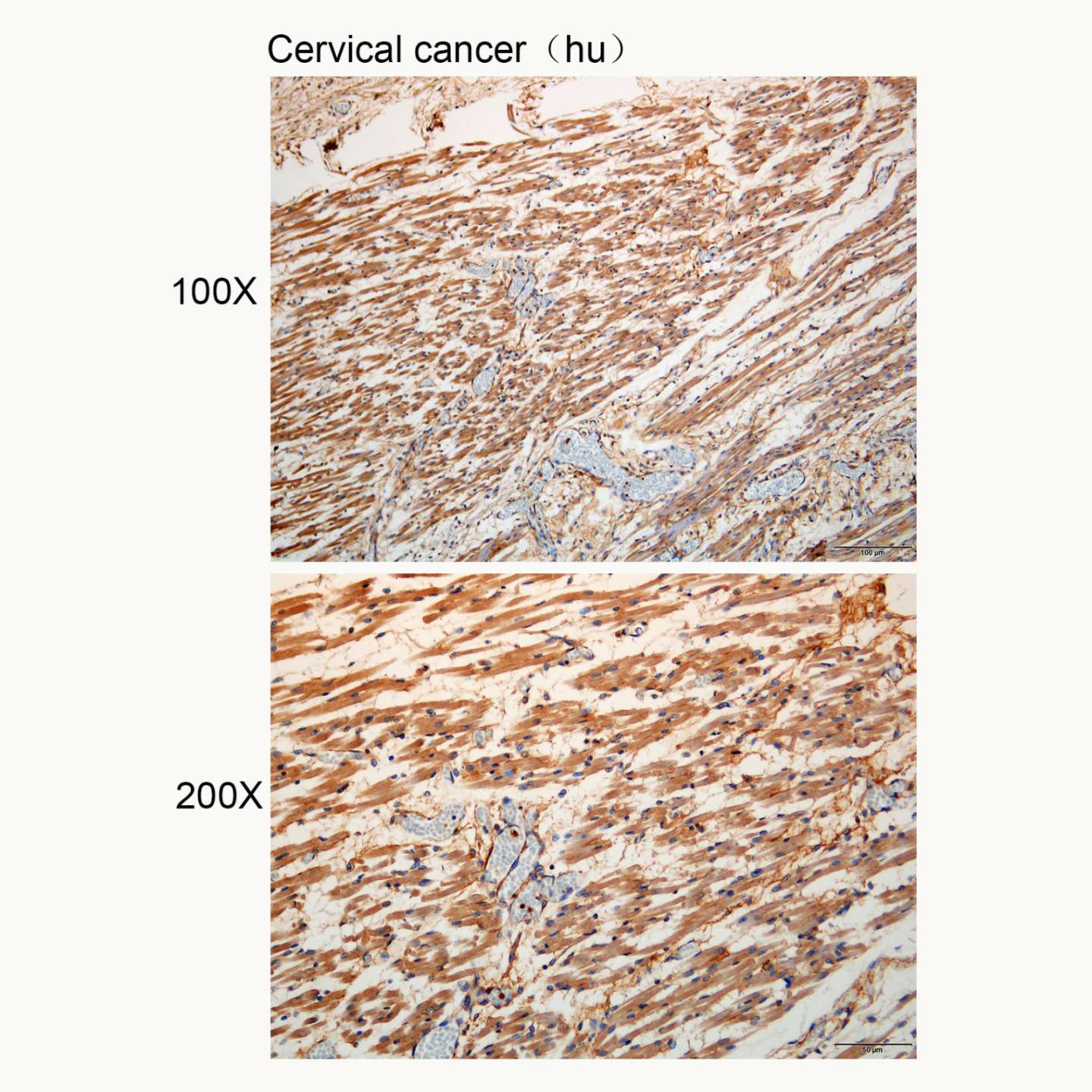 Anti-AANAT Polyclonal Antibody