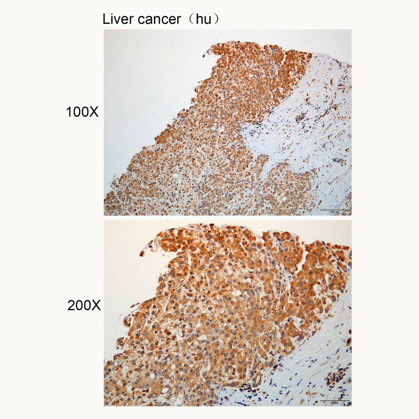 Anti-AANAT Polyclonal Antibody Figure 2