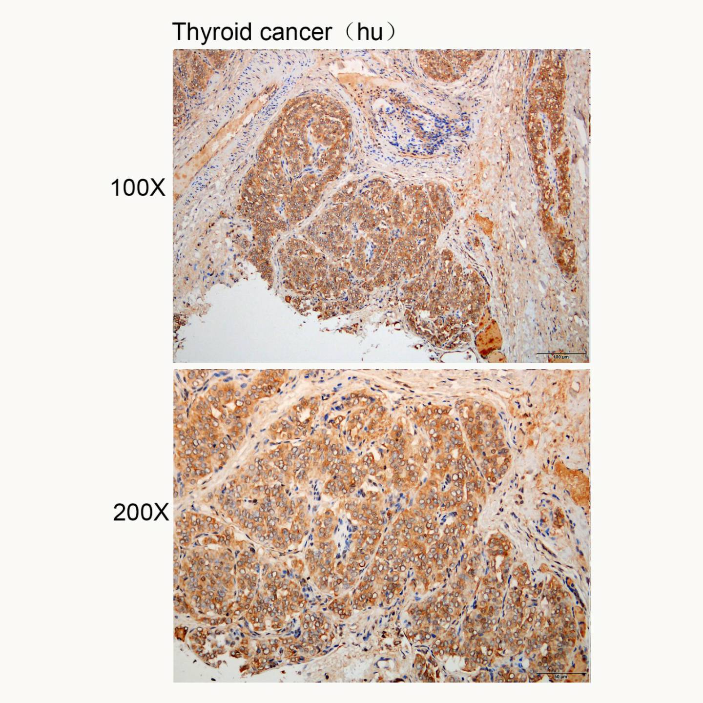Anti-AANAT Polyclonal Antibody Figure 3