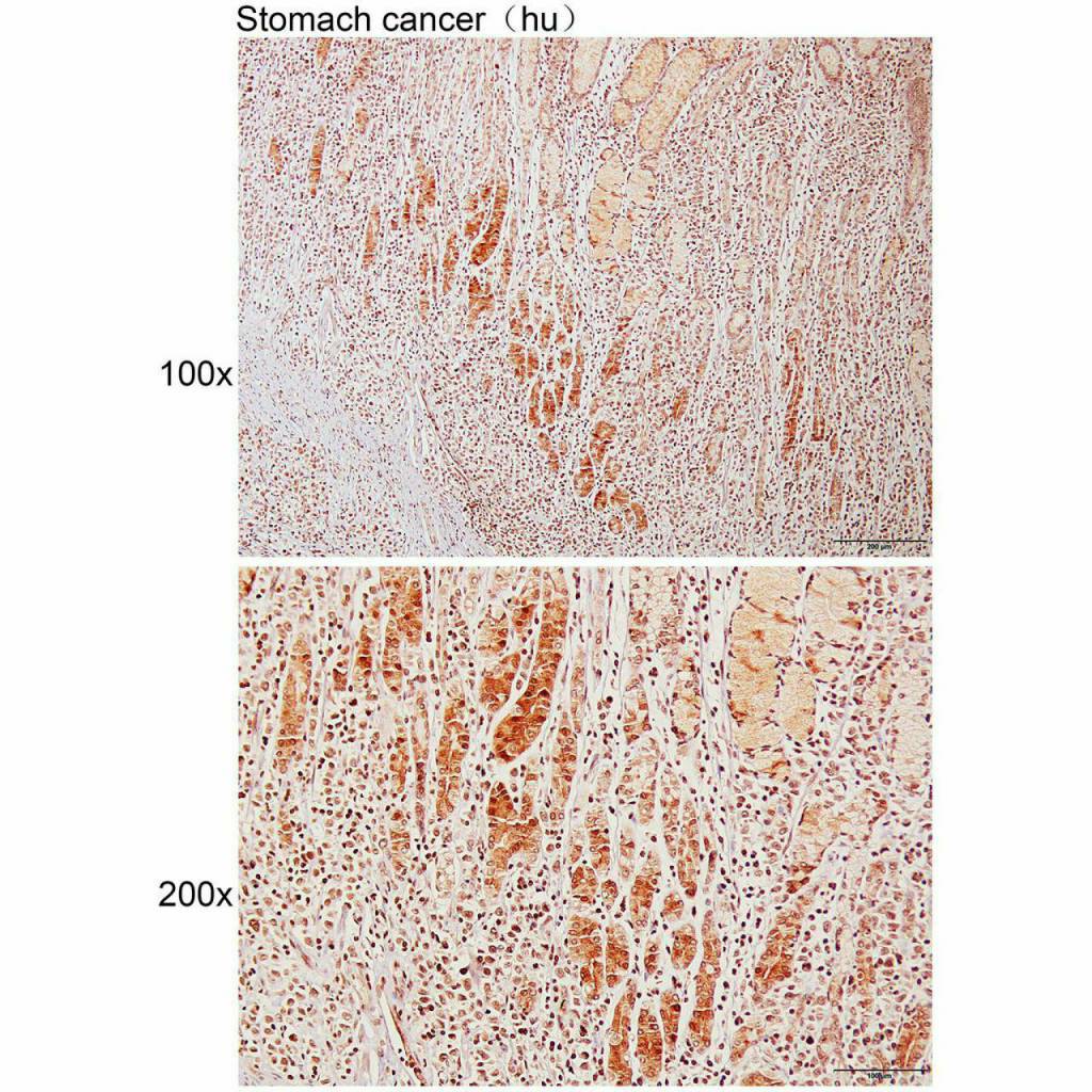Anti- MOB1B Polyclonal Antibody